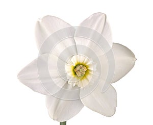 Single flower of a daffodil cultivar against a white background photo