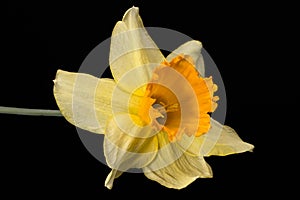 Single flower of daffodil Narcissus on black background, close up