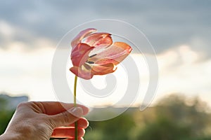 Single flower in female hand. Beautiful tulip, dramatic sky background with clouds, evening sunset