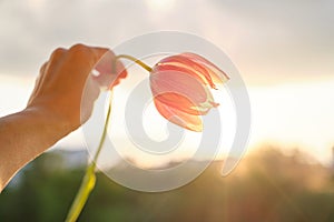 Single flower in female hand. Beautiful tulip, sky background with clouds, evening sunset