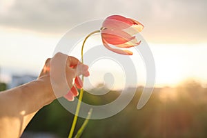 Single flower in female hand. Beautiful tulip, sky background with clouds, evening sunset