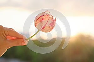 Single flower in female hand. Beautiful tulip, sky background with clouds, evening sunset