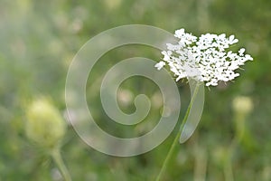 Single Flower,Floral Background, Queen Anna`s Lace, Daucus Corata on Greens