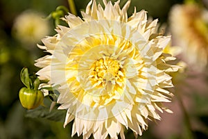 Single flower in the garden, dahlia, orange, yellow, purple, color