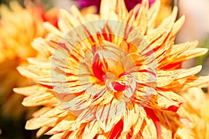Single flower in the garden, dahlia, orange, yellow, purple, color