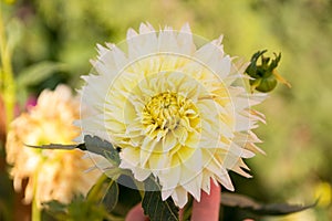 Single flower in the garden, dahlia, orange, yellow, purple, color