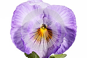 Single flower of garden pansy isolated on white background