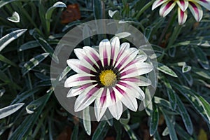 Single flower of Gazania rigens `Big Kiss White Flame` in October