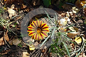 Single flower of Gazania rigens `Big Kiss Yellow Flame` in October