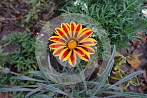 Single flower of Gazania rigens Big Kiss Yellow Flame in October