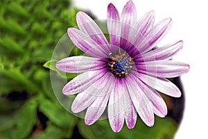 Single flower of Gazania. (Splendens genus asteraceae).Isolated