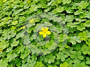 Single flower in geen clover plant