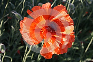 Single flower of glorious red poppy flower