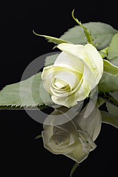 Single flower head of white rose on black background, mirror reflection.