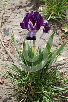 Single flower of Iris tectorum in spring