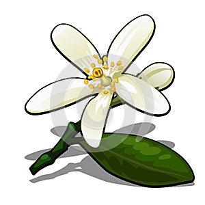 Single flower of lemon tree isolated on a white background. Flowering tree branches in the orchard. Vector cartoon close