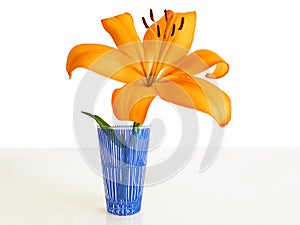 A single flower Lily isolated in a vase.