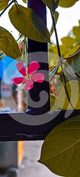 A single flower looks magical