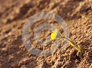 A single flower of a mother-and-stepmother on the sand.