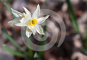 Single flower of Narcissus Poeticus