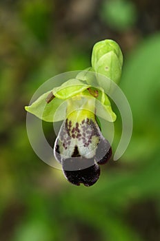 Single flower of Ophrys pintoi aka Ophrys fusca subsp. pintoi