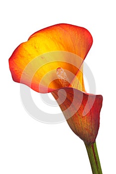 Single flower of an orange calla lily