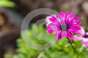 Single flower Osteospermum Eklon purple.