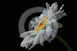 Single flower of ox-eye daisy Leucanthemum Vulgare with drops of water on white petals, black background