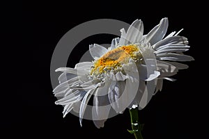 Single flower of ox-eye daisy Leucanthemum Vulgare with drops of water on white petals, black background