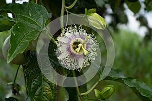 A single flower Passiflora edulis in its natural enviroment