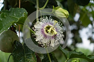 A single flower Passiflora edulis in its natural enviroment