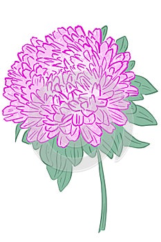 Single flower of pink asta. Vector,bright large flower. Freehand drawing. photo