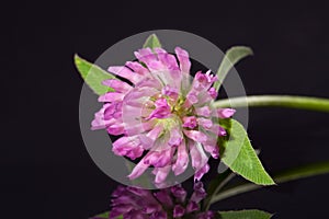 Single flower of pink clower isolated on black background