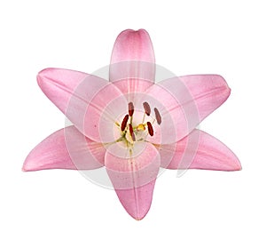 Single flower of a pink lily culivar isolated