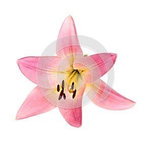 Single flower of a pink and yellow lily culivar isolated