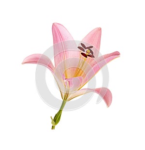 Single flower of a pink and yellow lily culivar isolated