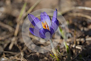 A single flower of purple crocus blooms in April.