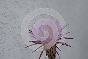 single flower of the queen of the night cactus