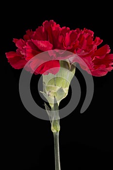 Single flower of red carnation Dianthus on black background, close up.