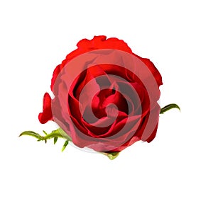 Single flower red rose