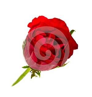 Single flower red rose