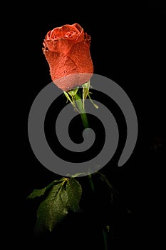 Single flower roses in black background