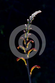 Single Flower Spire of Crocosmia Bloom against Black Background