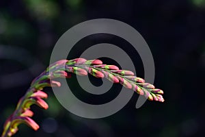 Single Flower Spire of Crocosmia Bloom against Black Background