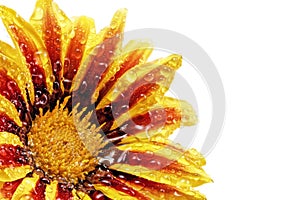 Single flower of tiger Gazania with drops. (Splendens genus asteraceae).Isolated.