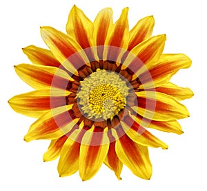 Single flower of tiger Gazania. (Splendens genus asteraceae).Isolated photo