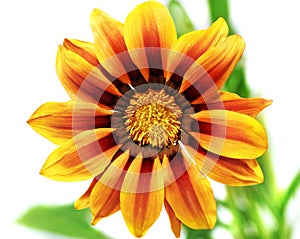 Single flower of tiger Gazania. (Splendens genus asteraceae).Isolated