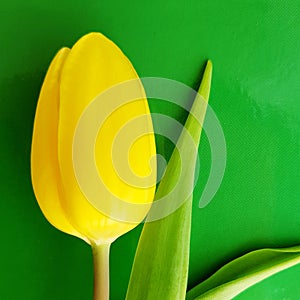 A single flower tulip over green background. Flower shop. Beautiful yellow blossom.