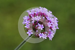 Single flower Verbena Bonariensis macro shot
