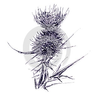 Single flower of wild burdock. Hand drawn sketch with ballpoint pen on paper texture. Isolated on white. Raster